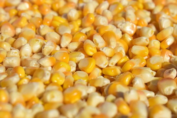 Textura de milho amarelo, colheita dos grão em produção familiar orgânica