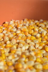 Colheita de milho verde orgânico em plantação familiar, grãos do cereal vistos de perto