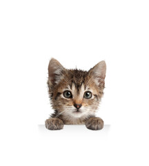 Cute cat peeking out on white background. Animal holding paws on banner