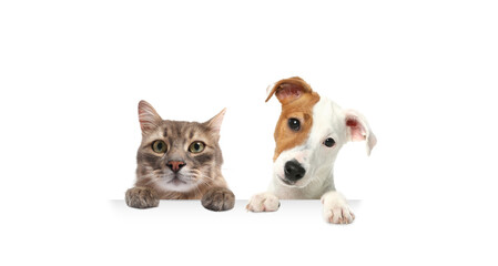 Cat and dog peeking out on white background. Animals holding their paws on banner