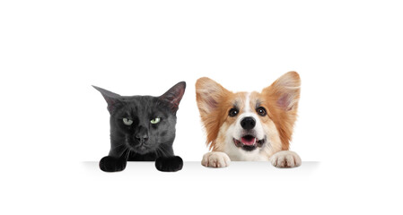 Cat and dog peeking out on white background. Animals holding their paws on banner
