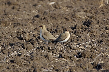 Two collared pratincole resting after the long flight