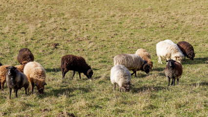 Ouessants sheep or Breton dwarfs,  domestic breed from Ouessant island of Brittany coast. A herd in winter grazing on a green pasture in South Germany

