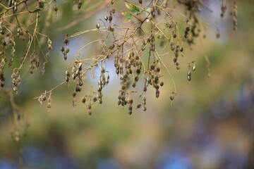 Colorful autumn vegetation in November.