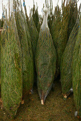 The christmas trees wrapped in a plastic nets