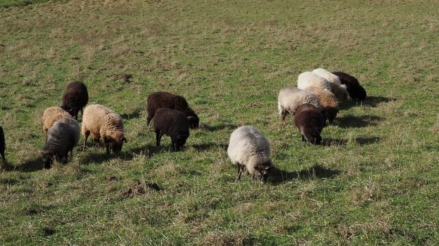 A herd of Ouessants sheep, rams, ewes and lambs with white, black, brown and hazelnut coats grazing on a lush land

