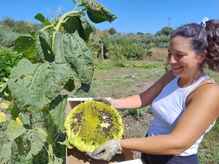 Woman harvesting ripe sunflower head on an organic farm
