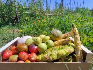 Fresh Organic Vegetables in a Harvest Box on a Sunny Garden Field