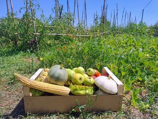 Organic Harvest Box Filled with Fresh Vegetables on a Sunny Garden Field