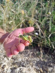 Person Holding a Large Green Grasshopper in a Natural Habitat