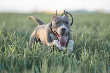 A playful Staffordshire Terrier pedigree dog runs across a grassy field, happily carrying a ball in...