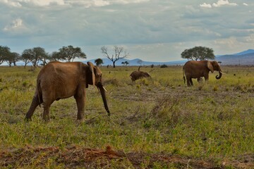 Elephant Walking Through African Savannah