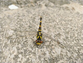 Yellow-striped dragonfly close-up on stone surface