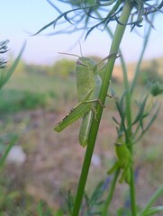lose-up of green grasshopper on plant stem in natural environment