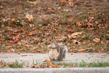squirrel in the park