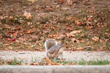 squirrel on the ground
