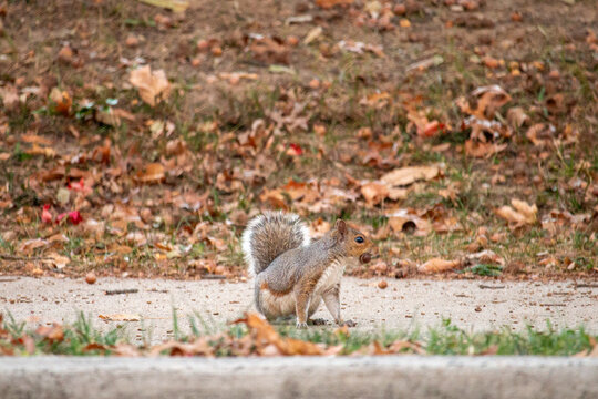 squirrel on the ground