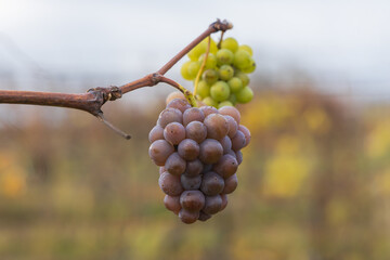 Late harvest of dark blue grapes remaining on the bare, withered vines in a vineyard during autumn or early winter.