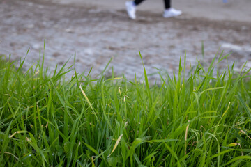 close-up shot of vibrant green grass blades in the foreground, with a blurry runner in white shoes passing on a dirt path, capturing nature and fitness