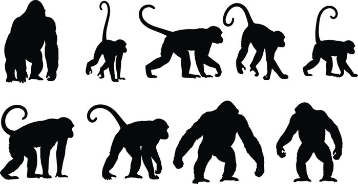 Set of black monkey and gorilla silhouettes walking in different poses for wildlife nature design projects vector illustration isolated collection. (20 words)