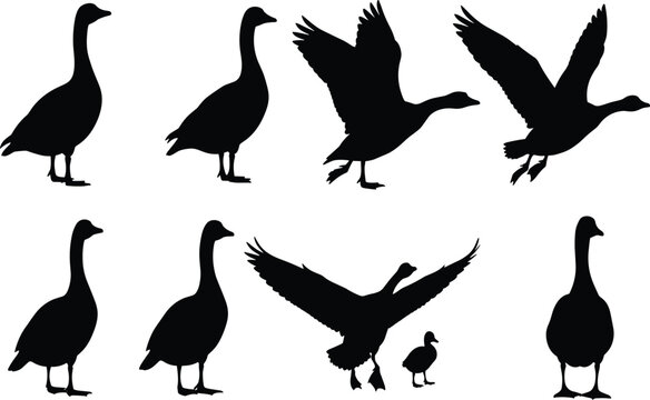 Set of Wild Goose and Gosling Silhouettes in Flight and Standing Poses Vector Illustration