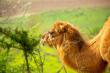 Camel in the fields of Uzbekistan. Camels harnessed to reins. Close-up of the camel's head and...