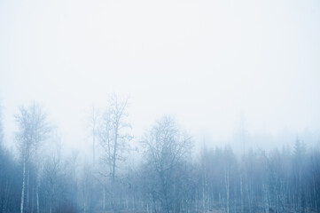 Birch and pine trees fading into thick winter fog in a calm Scandinavian forest. Atmospheric and moody nature scenery suitable for backgrounds and seasonal themes.