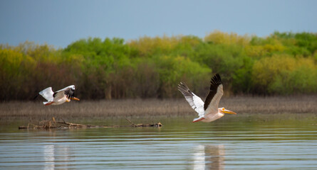 A flock of pelican birds walks along the blue lake of Cyprus. Flying pelicans in the blue sky. Waterfowl at the nesting site.