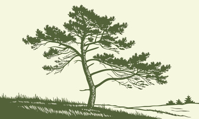 Silhouette of a pine tree on a grassy hill 