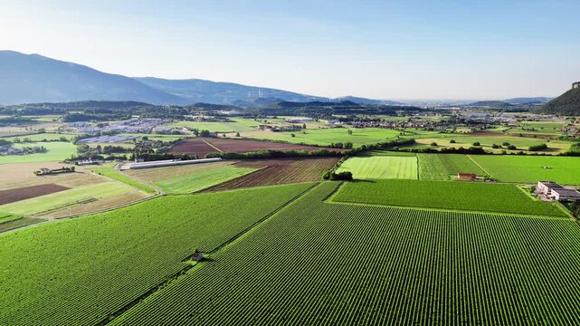 Aerial of grapevine fields and perimeter roads in the Garda region, Northern Italy, agriculture and terrain