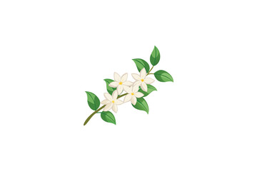 Obraz premium Beautiful Flat Design Jasmine Flowers Branch Icon Botanical Element on White Background