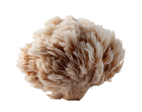 Close-up of a fluffy, light beige mushroom, with a slightly darker base,  showing fine, feathery textures
