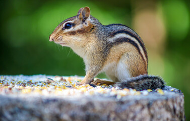 Eastern Chipmunk on Tree Stump Eating Seeds
