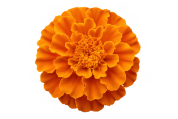 Marigold flower with vibrant orange petals blooming close-up isolated on a transparent background, depicting nature and growth