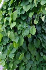 large green leaves close-up