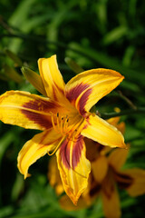 Fototapeta premium yellow flower in the garden