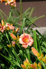flowers among the grass
