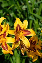 yellow flowers in the garden