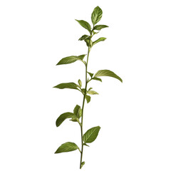 A vine featuring numerous green leaves, elegantly twisting and reaching for sunlight, isolated on transparent background