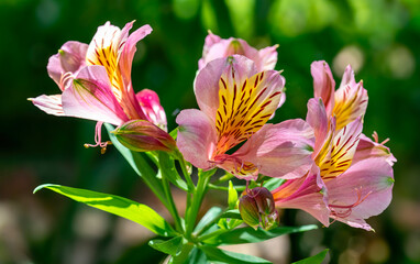 Pink Inca lilies.