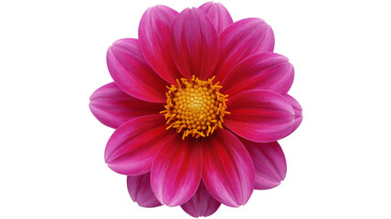 Obraz premium Vibrant dahlia blossom with striking pink petals and sunny yellow center radiates natural beauty and charm