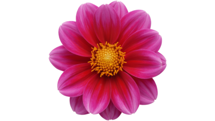 Vibrant dahlia blossom with striking pink petals and sunny yellow center radiates natural beauty and charm