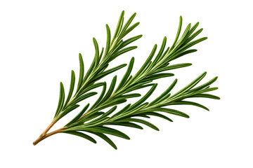Obraz premium twig of rosemary