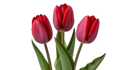 Naklejka premium Vibrant red tulips blooming, perfect for spring floral designs and heartfelt gift promotions