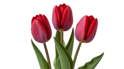 Vibrant red tulips blooming, perfect for spring floral designs and heartfelt gift promotions