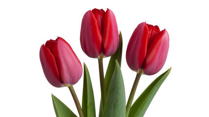 Naklejka premium Elegant red tulips create feelings of love and fresh spring beauty for your designs and creative projects