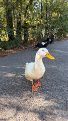 Close-up of white duck on pathway in nature – concept of wildlife conservation for parks, nature centers, environmental charities