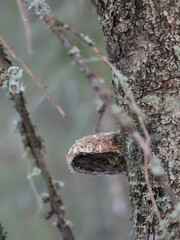 Fungi on a tree trunk in the winter forests of Finland