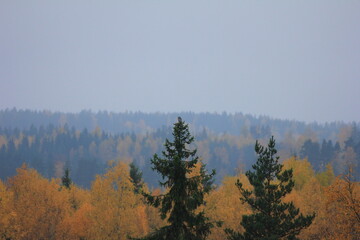 Northern hawk-owl surnia ulula in top of the spruce