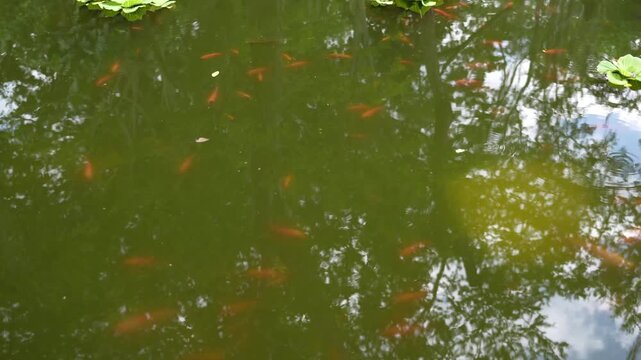 orange fish swimming in a lake